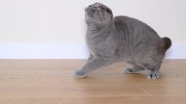 A beautiful cat plays with a gray soft mouse. An energetic cat of the Scottish breed.