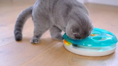 A gray cat plays with a ball in a modern toy. An energetic cat of the Scottish breed. 4k