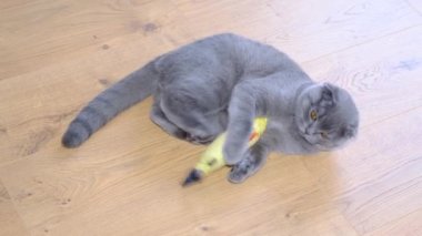 A gray cat plays with a soft toy goldfish. An energetic cat of the Scottish breed. Slow motion