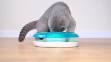 An energetic cat plays with a ball. Gray Scottish cat. Slow motion