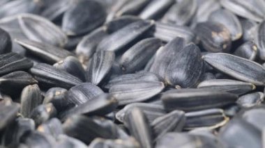 Seed. Close-up of a pile of black sunflower seeds spinning in a circle. Grain, sunflower seeds.