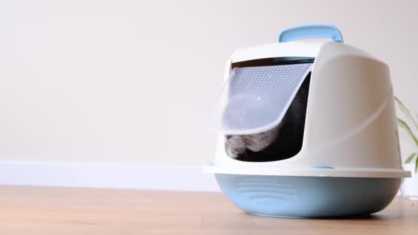 Smart Gray Cat Goes Toilet Tray Advertisement Cat Litter Cat — Stockvideo