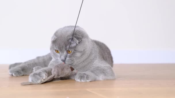 Scottish Tabby Cat Plays Gray Soft Mouse Beautiful Cat Resting — Stock videók