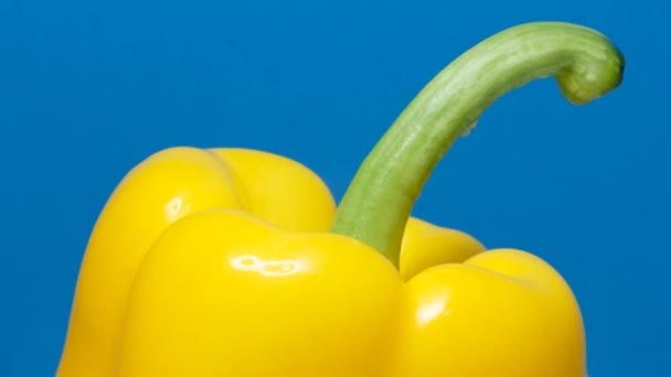 成熟的黄色胡椒在美丽的蓝色背景 素食广告拍摄 — 图库视频影像