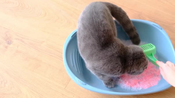 Close Woman Cleaning Cat Litter Box Gel Granular Filler Cat — Stockvideo
