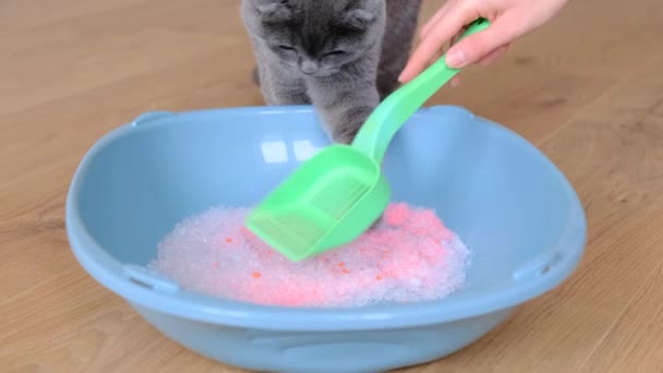 猫のごみ箱を掃除する 猫トイレ用ゲル粒状フィラー — ストック動画