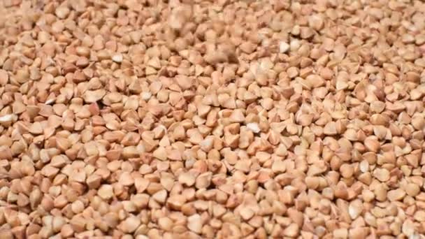 Macro Video Pile Raw Buckwheat Groats Rotation Circle Useful Cereals — Vídeo de stock