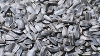 Seed. Close-up of a pile of black sunflower seeds spinning in a circle. Grain, sunflower seeds.
