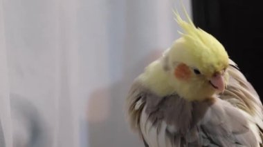 A feathered crested parrot on a black and white background plucks and cleans its feathers. Tropical pets.