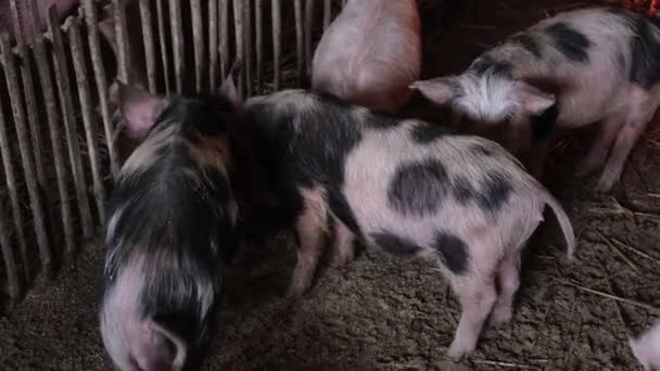 可爱的婴儿粉红色和黑色斑点波尔卡点锅贝越南微型猪在动物农场的木笼 — 图库视频影像
