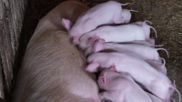 Newborn Piglets Suckle Mother Farm — Stock videók