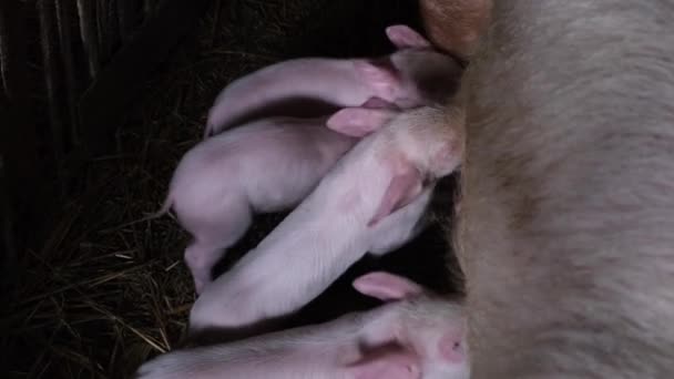 Mother Pig Takes Care Children Cute Animals Newborn Young Piglets — Vídeo de Stock