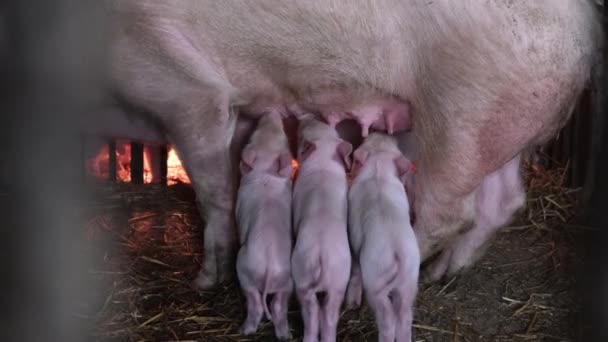 新生の子豚と商業用の養豚場での種 — ストック動画