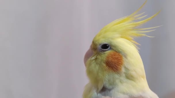 Yellow White Crested Parrot White Background Close Favorite Pets — Stockvideo