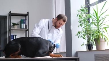 Portrait of a veterinarian in a clinic for animals. A veterinarian at work in a modern office. Helping sick animals.