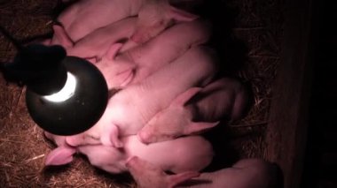 A little piglet on a farm under an ultraviolet lamp. A group of pigs waiting for feed. Newborn pigs in a stall. Breeding of piglets.