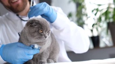 A thoroughbred cat is examined by a veterinarian. The doctor is stroking and listening to a beautiful gray cat with a stethoscope. Pet care