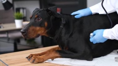 Medical examination of the dog in the veterinary office. The doctor listens to the dog with a stethoscope.