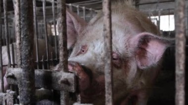 Commercial swine farm, A mother pig sow stands in a steel cage of a large pig farm. Looks boring.