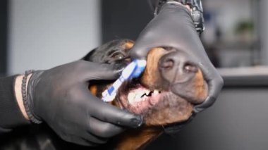A close-up of a dogs head being brushed by a veterinarian. Dog dental care. Proper care of the oral cavity of dogs.