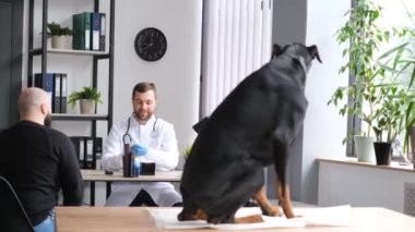 A large purebred dog on the table at the veterinarian. A dog and its owner in a veterinary clinic.