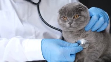 Close up of veterinarians hand with stethoscope in medical veterinary office. A sick gray cat. Treatment of animals.