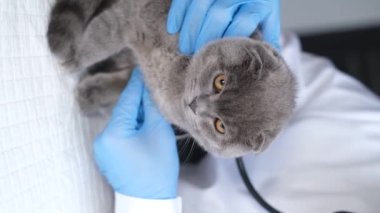 A veterinarian listens to a raw fluffy cat with a stethoscope during an appointment at a veterinary clinic. Care and treatment of animals