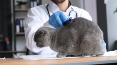 A cat in a veterinary clinic. A veterinarian combs a fluffy cat on his desk. Caring for animals