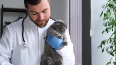 A veterinarian combs a gray fluffy cat during an appointment at a veterinary clinic. A purebred kitten in the hospital. Veterinarian cleans fur