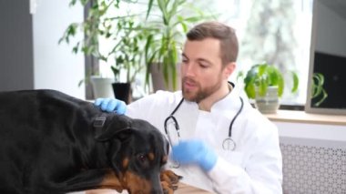 Young bearded vet and black dog in clinic. Sick pets. Caring for animals