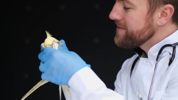Veterinarian Examines Yellow Purebred Parrot Clinic Cute Pet Birds Veterinarian — Stok video