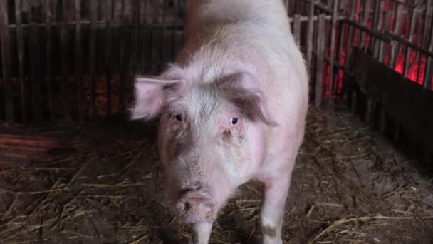 Big Old Pig Sad Eyes Mother Pig Stands Steel Cage — Vídeo de Stock
