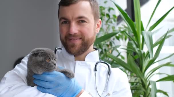 Portrait Handsome Smiling Veterinarian Holding Healthy Gray Cat His Hand — Stockvideo