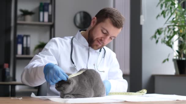 Cat Vet Satisfied Doctor Measures Size Cat Ruler Veterinary Examination — Vídeos de Stock
