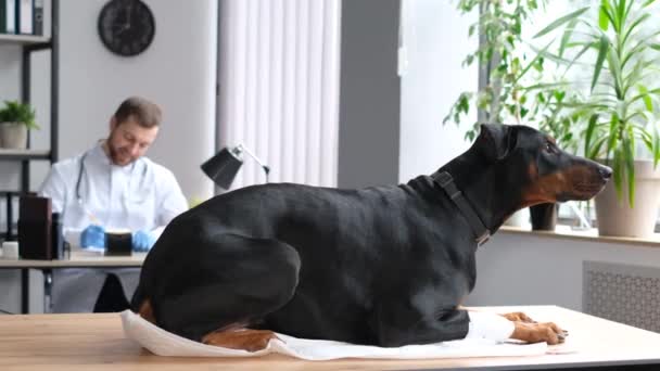 Veterinary Office Large Purebred Black Dog Being Examined Veterinarian Caring — Wideo stockowe