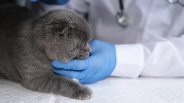Veterinarian Examines Purebred Cat Veterinary Clinic Pets Health Animal Care — 图库视频影像
