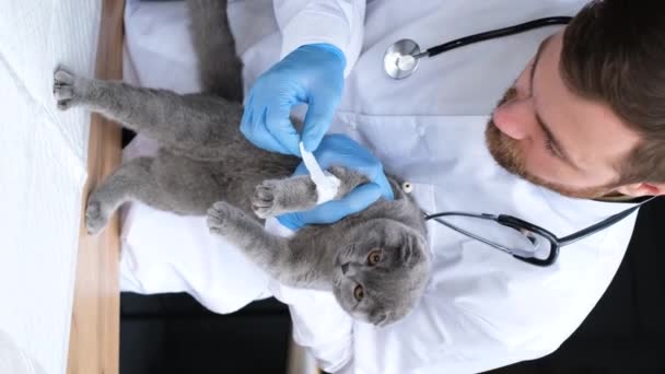 垂直ビデオ ひげを生やした獣医師は病気の灰色の猫からキャストを削除します 獣医診療所 動物の治療 — ストック動画