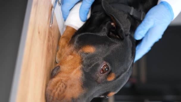 Close Purebred Dog Veterinary Clinic Doctor Examines Sick Dog Treatment — Vídeo de Stock