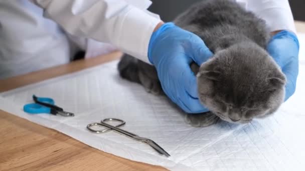 獣医のテーブルの上で病気の灰色のふわふわの猫のクローズアップ 医者は病気の猫を調べる 獣医診療所で — ストック動画