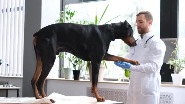 Young Attractive Veterinarian Examines Large Black Dog Modern Veterinary Office — Vídeos de Stock