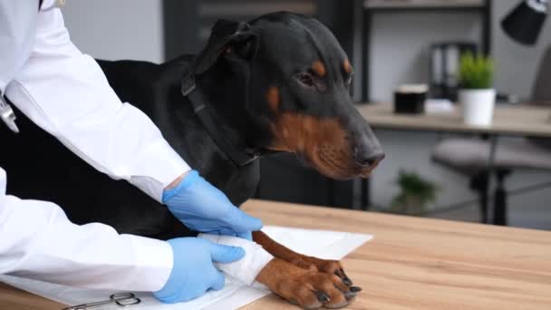 獣医師は大きな病気の犬の足を包帯します 純血犬の足の損傷 動物の治療 — ストック動画