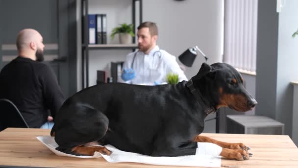 Veterinary Office Large Purebred Black Dog Its Owner Being Examined — 图库视频影像