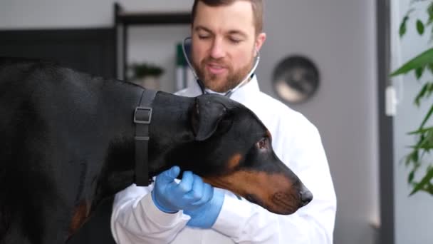 Young Attractive Veterinarian Examines Large Black Dog Modern Veterinary Office — Wideo stockowe