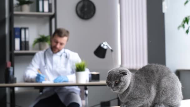 獣医の診療所で 獣医のテーブルの上に灰色のふわふわの猫 動物の治療 — ストック動画