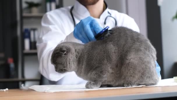 Cat Veterinary Clinic Veterinarian Combs Fluffy Cat His Desk Caring — Stockvideo