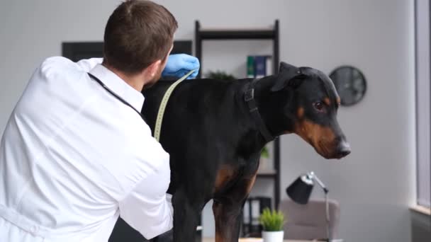 Medical Examination Dog Veterinary Clinic Doctor Measures Size Dog Ruler — Stockvideo