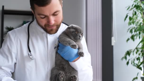 Veterinarian Combs Gray Fluffy Cat Appointment Veterinary Clinic Purebred Kitten — Vídeos de Stock