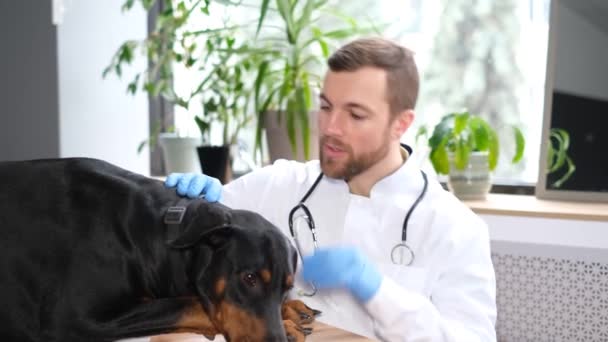 Young Bearded Vet Black Dog Clinic Sick Pets Caring Animals — Video
