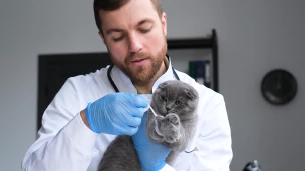 Young Bearded Veterinarian Removes Cast Sick Gray Cat Veterinary Clinic — 图库视频影像