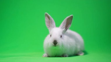 A long-eared white rabbit sits in the center and looks at the camera. Professional photography and video of pets